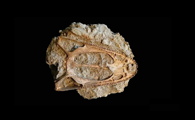 Scientists Find 250 Million-year-old Skull From 'Massive Lizard'