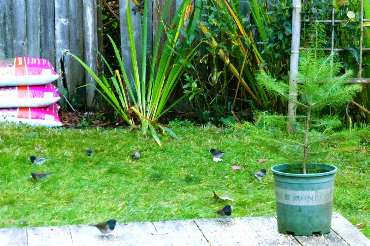 Seven Juncos, One Sparrow, Light Rain Eugene, Oregon, autumn, birds, fall, garden, Under The Plum Blossom Tree