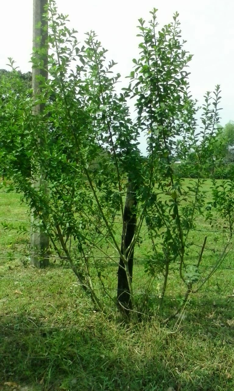 La flor del Mastranto LA FLOR