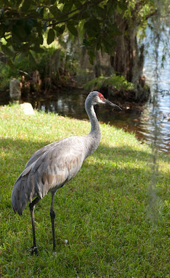 A large sandhill crane in Cypress Lakes Resort, Lakeland Florida.