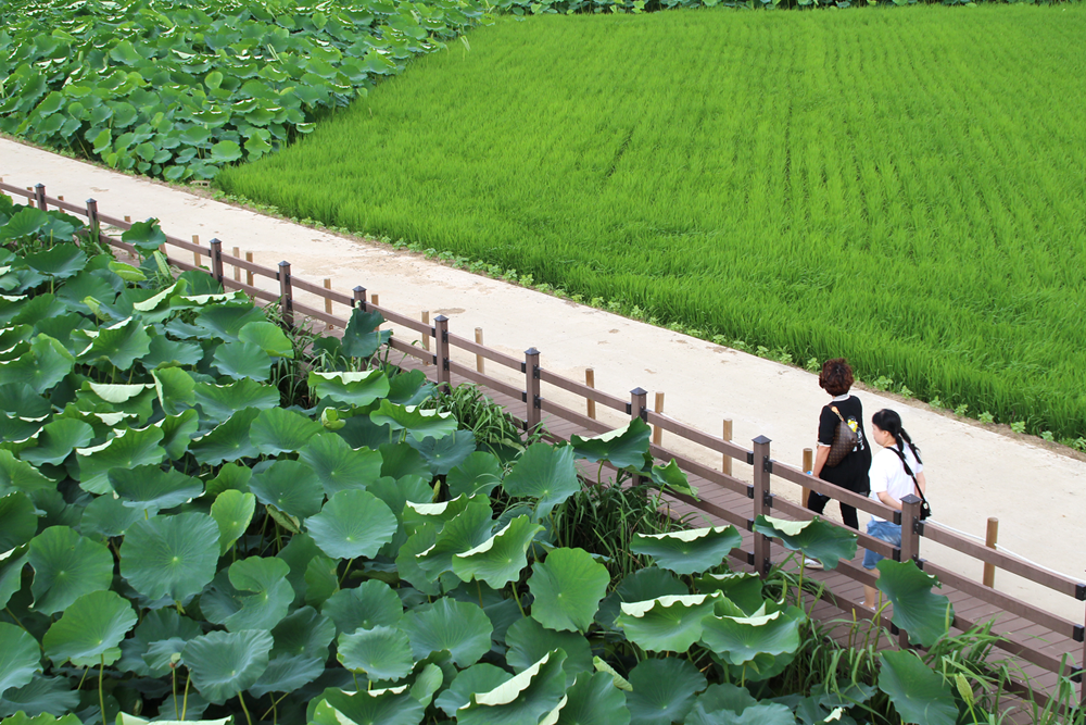 Stunning Lotus Season in South Korea Banyawol Lotus Field at Ansim