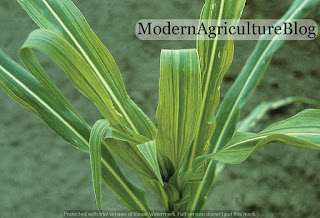 Magonjwa-yanayoshambulia-mahindi-shambani ugonjwa-wa-maize-streak-virus