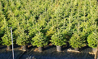 Fuente: http://www.catalunyaplants.com/wp-content/uploads/2012/11/ABIES-NORDMANNIANA2.jpg
