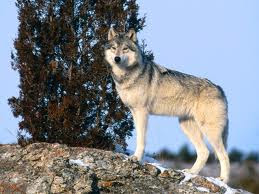 gray wolf pic