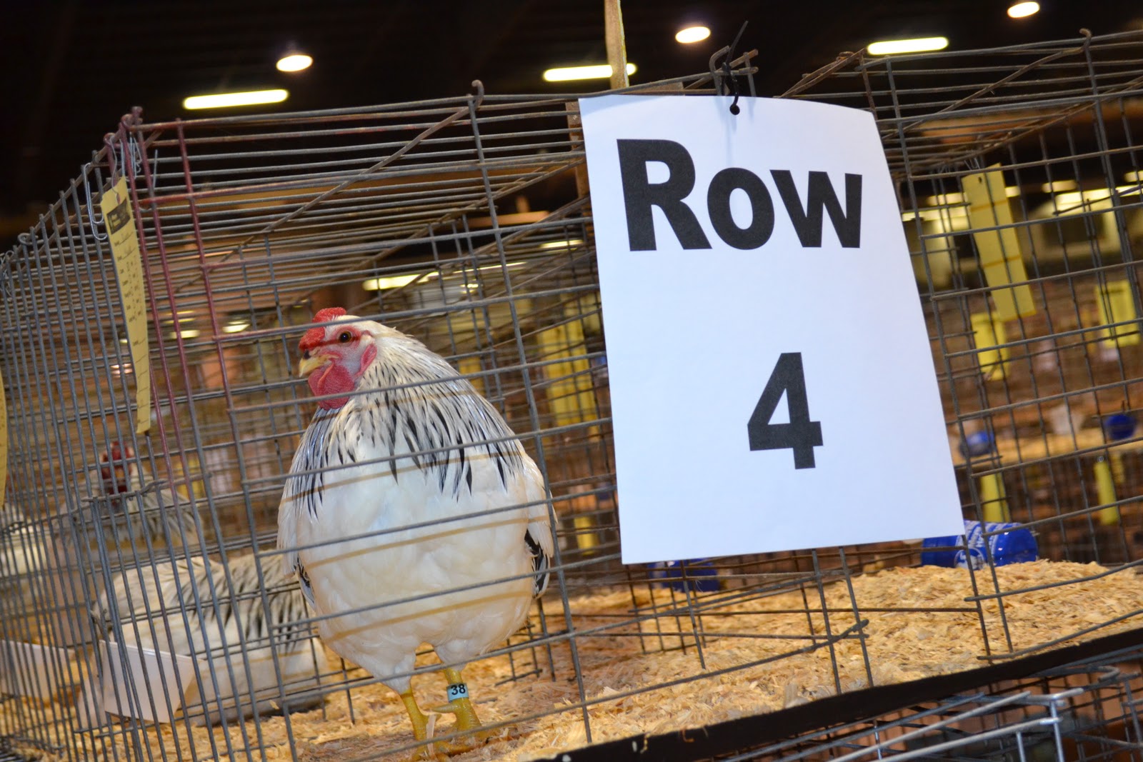 Ohio National Poultry Show Friday Pictures