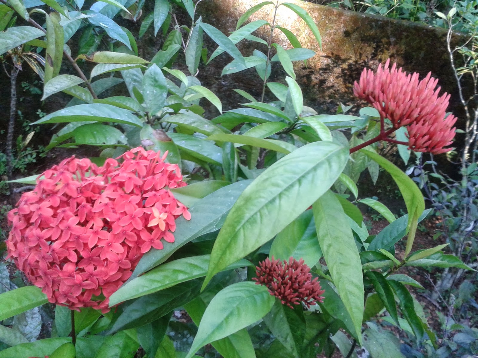 Thechi/Chethi Flower ( Ixora Coccinea ),The