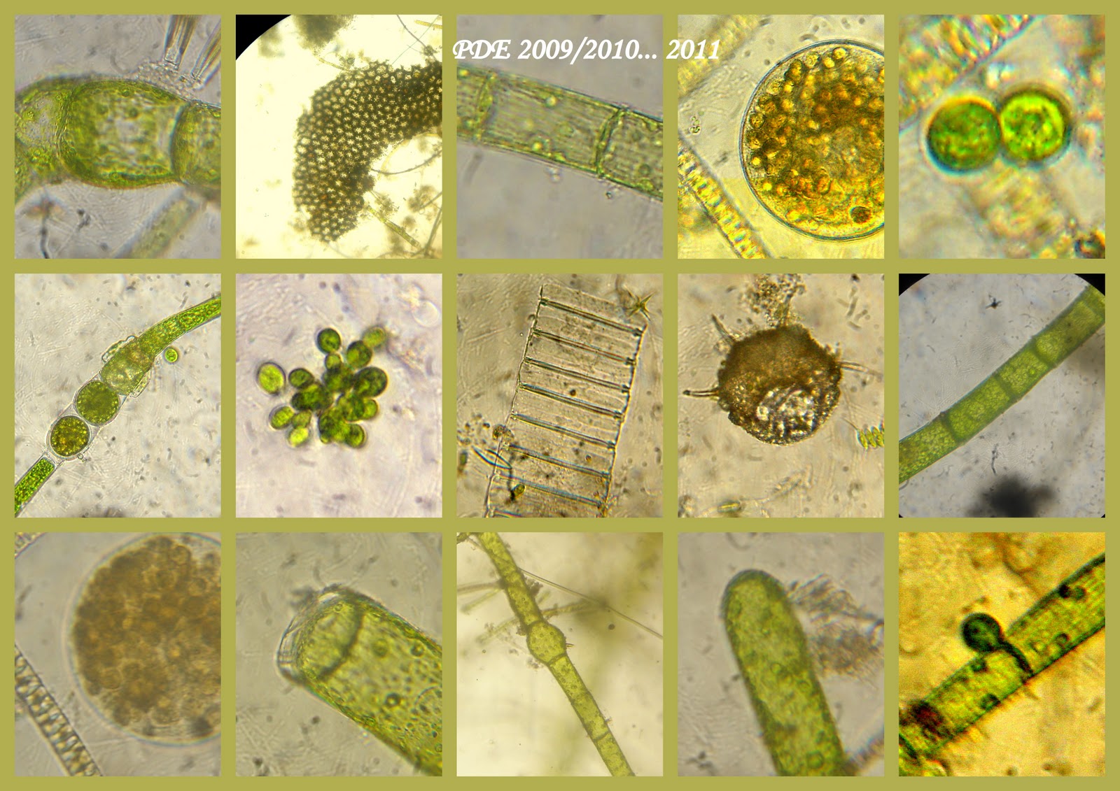 Cultivo de Microalgas em Fotobiorreatores: Microalgas...