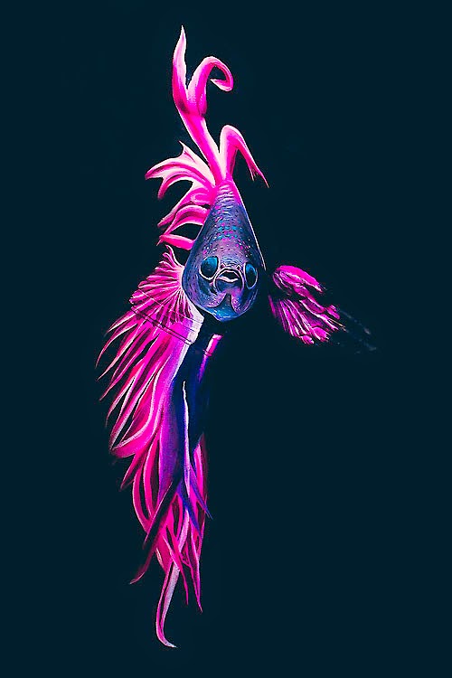 Body Painting Graffiti & Fine Art