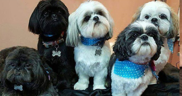 11 coisas que fazem de nós pessoas loucas por SHIH TZU
