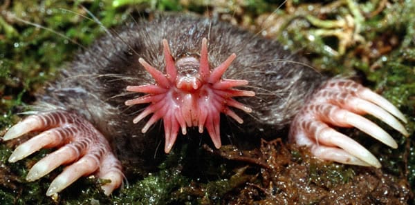 13 Pictures That Prove Mother Nature Is Messing With Us - Star-Nosed Mole