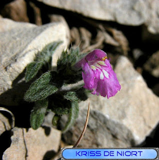 Flore du Mont Ventoux Flore du Mont Ventoux