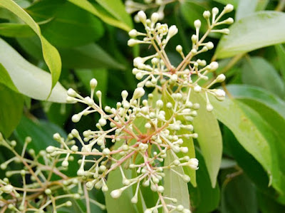 Infiorescenza Cinnamomum verum Infiorescenza Cinnamomum verum