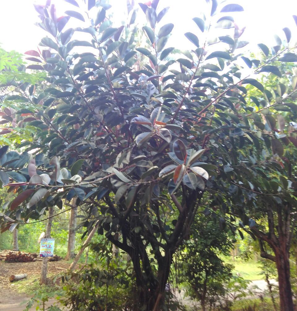 Jual Daun Karet Kebo Rebusan Bermanfaat Untuk Stroke Jual Daun Karet Kebo Rebusan Bermanfaat Untuk Stroke