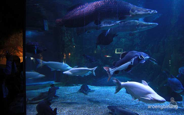 sea world ancol jakarta