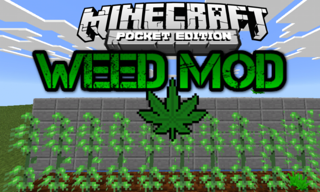 Plantação de maconha mal sucedida no Minecraft O. X IN bi MD dp