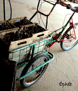 Lasagne légumes verts printemps