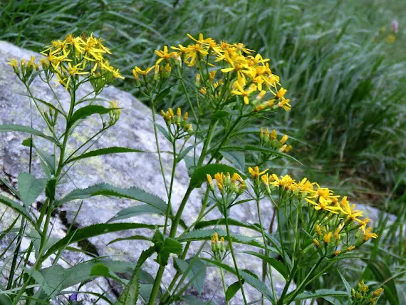 Starzec gajowy (Senecio nemorensis L.) rosliny