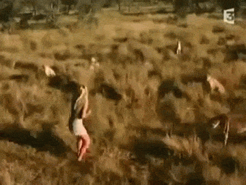 5.gif