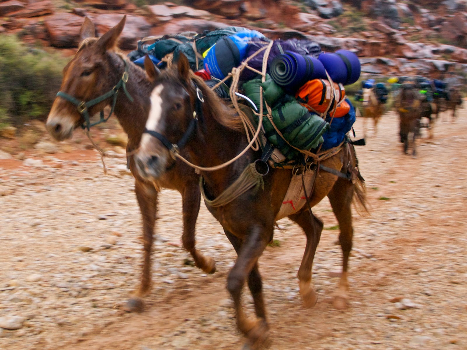 OUTDOORS NM Pecos Wilderness Offers Backcountry Adventures