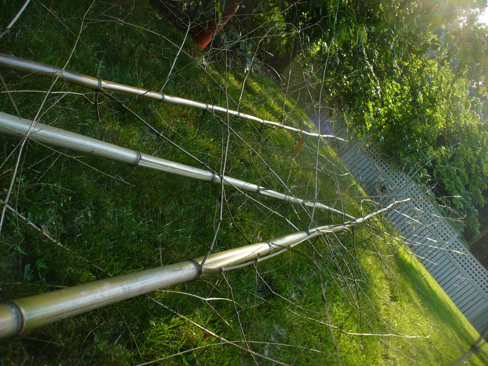 Create. What to do with Dead Bamboo?