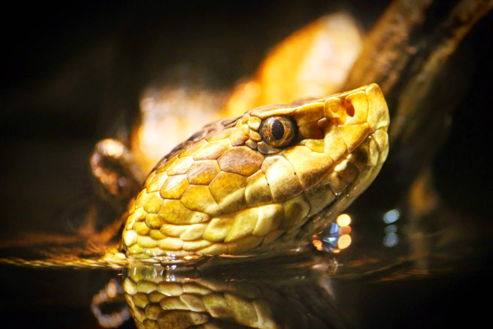 Nature Explorer Identifying North Carolina's Venomous Snakes Part 2