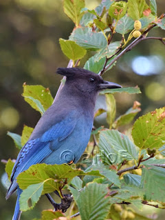 Stellar's Jay, photography