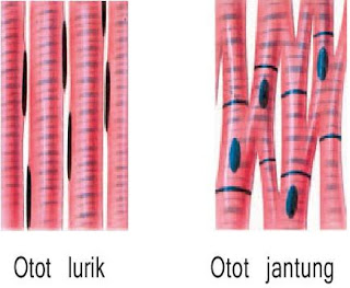 Hasil gambar untuk jaringan otot pak pandani