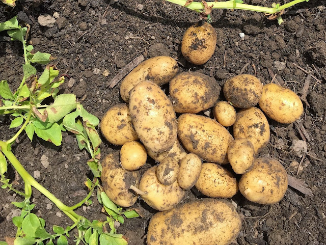 Kartoffel-Ernte