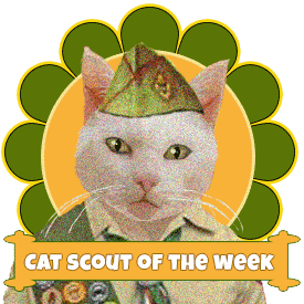 Cat Scout of the Week