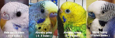 Tips Jitu Mengetahui Umur Parkit Dari Fisiknya Beternak burung parkit penuh proses usaha dan sering kali percobaan hingga sanggup ben Tips Jitu Mengetahui Umur Parkit Dari Fisiknya