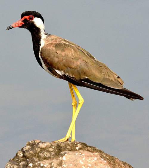 Indian birds - Image of Red-wattled lapwing - Vanellus indicus