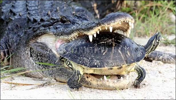 Arti Mimpi Melihat Buaya Mimpi Melihat Buaya