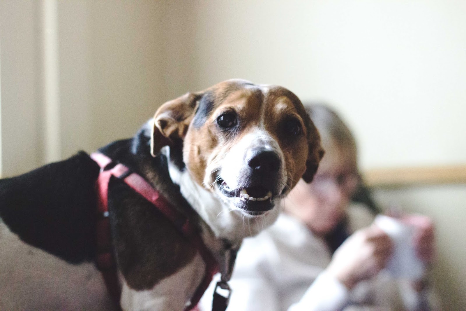 ©Katiewrites.co.uk Cookie The Jack Russell, Jack Russell Terrier Cross, Lancashire Heeler Cross, Dog, Derbyshire Bloggers, Derby Bloggers, Belper, Derbyshire, Katie Writes Blog,