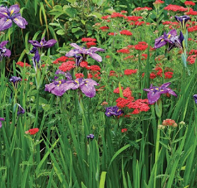 Japanese irises beautiful flowers, Gourmet Gardens, roses, wild flower