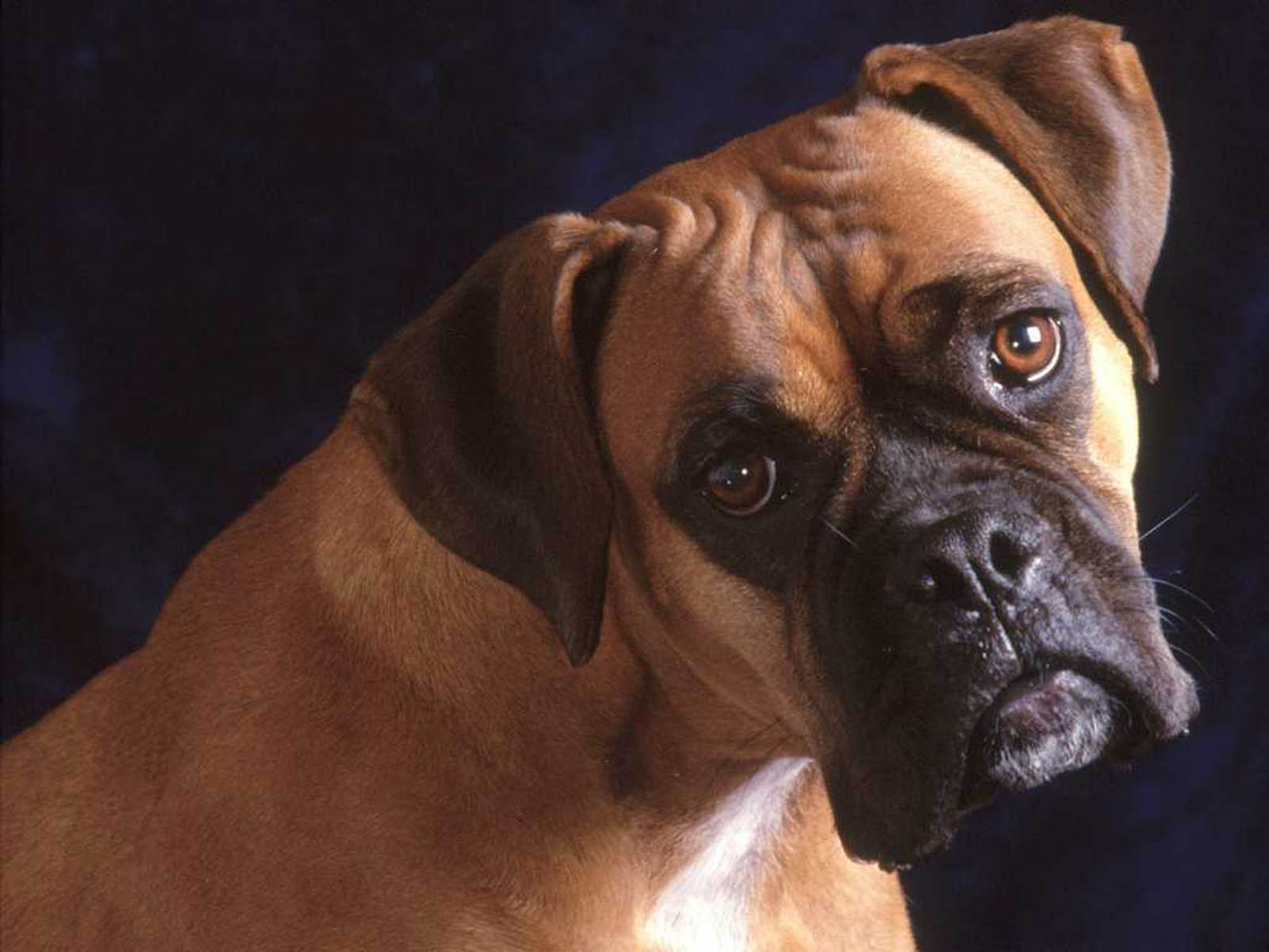 XS Wallpapers HD: Boxer Dog Wallpapers