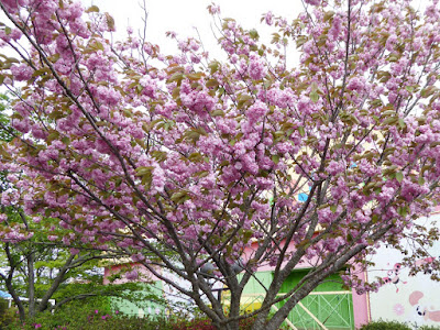 生駒山上遊園地　八重桜