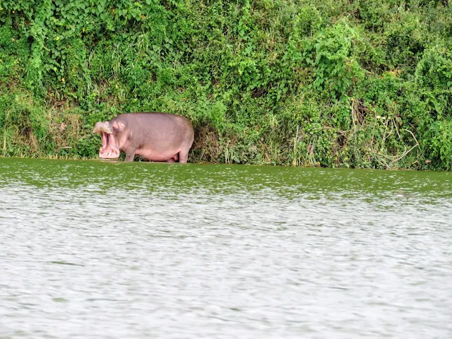 Roaring hippo on the Kazinga Channel in Uganda