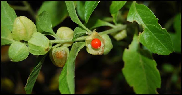 From Lowering Stress Levels To Fighting Off Cancer – Ashwagandha May Provide Some Help From Lowering Stress Levels To Fighting Off Cancer – Ashwagandha May Provide Some Help