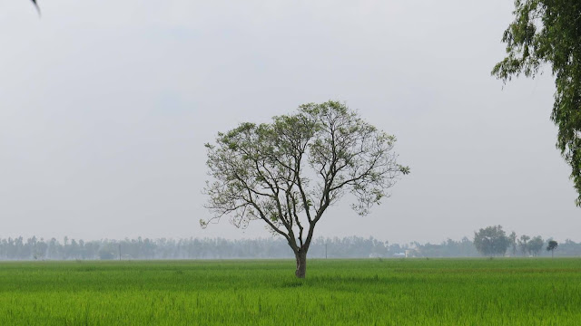 Green Bangladesh।। বাংলাদেশ সবুজে ভরা দেশ
