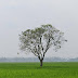 Green Bangladesh।। বাংলাদেশ সবুজে ভরা দেশ