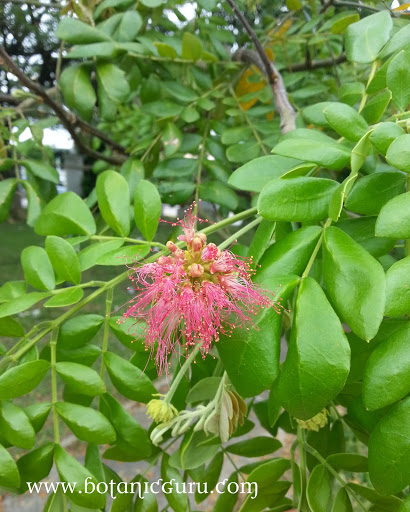 Samanea saman, Rain Tree flower