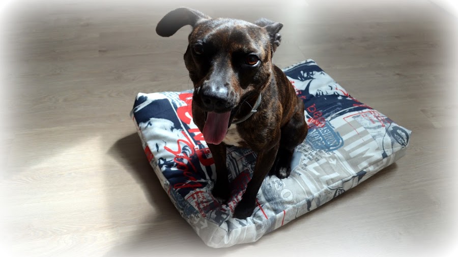 cojín para mascotas