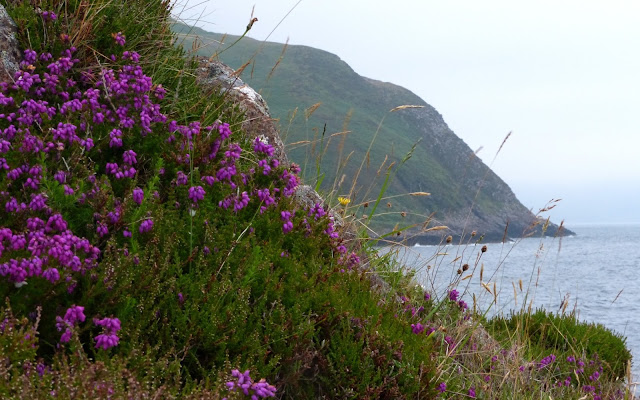 A Kilchoan Diary: Flora of an Exposed Coastline