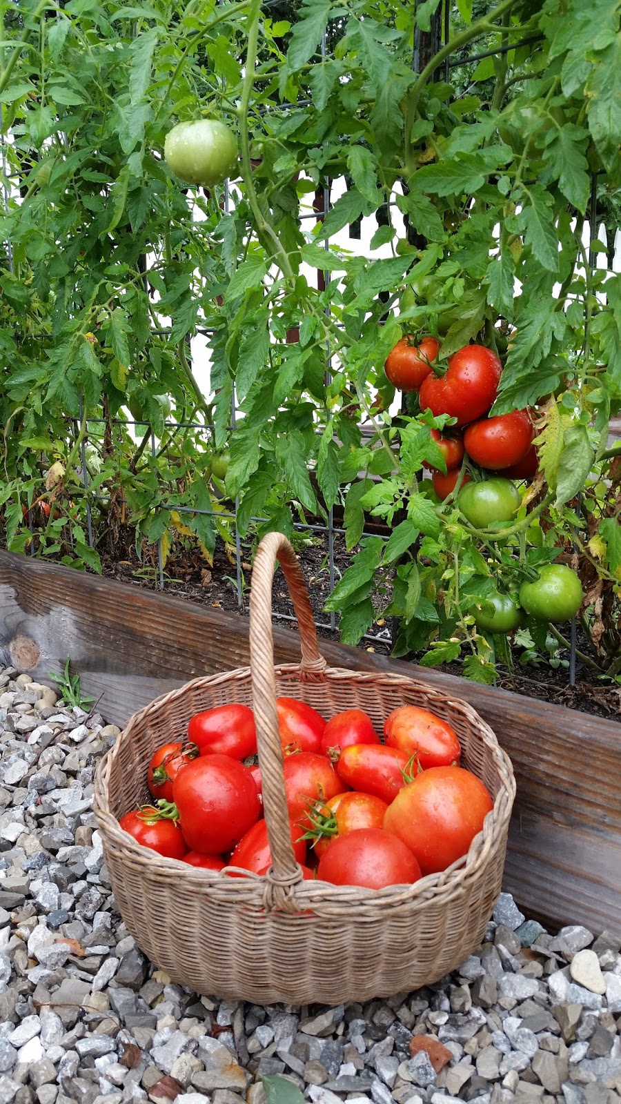 LL Farm Homemade Tomato Sauce (No Peeling Required)