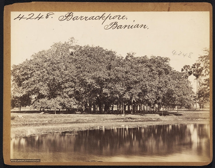 Barrackpore Banian Tree - 19th Century