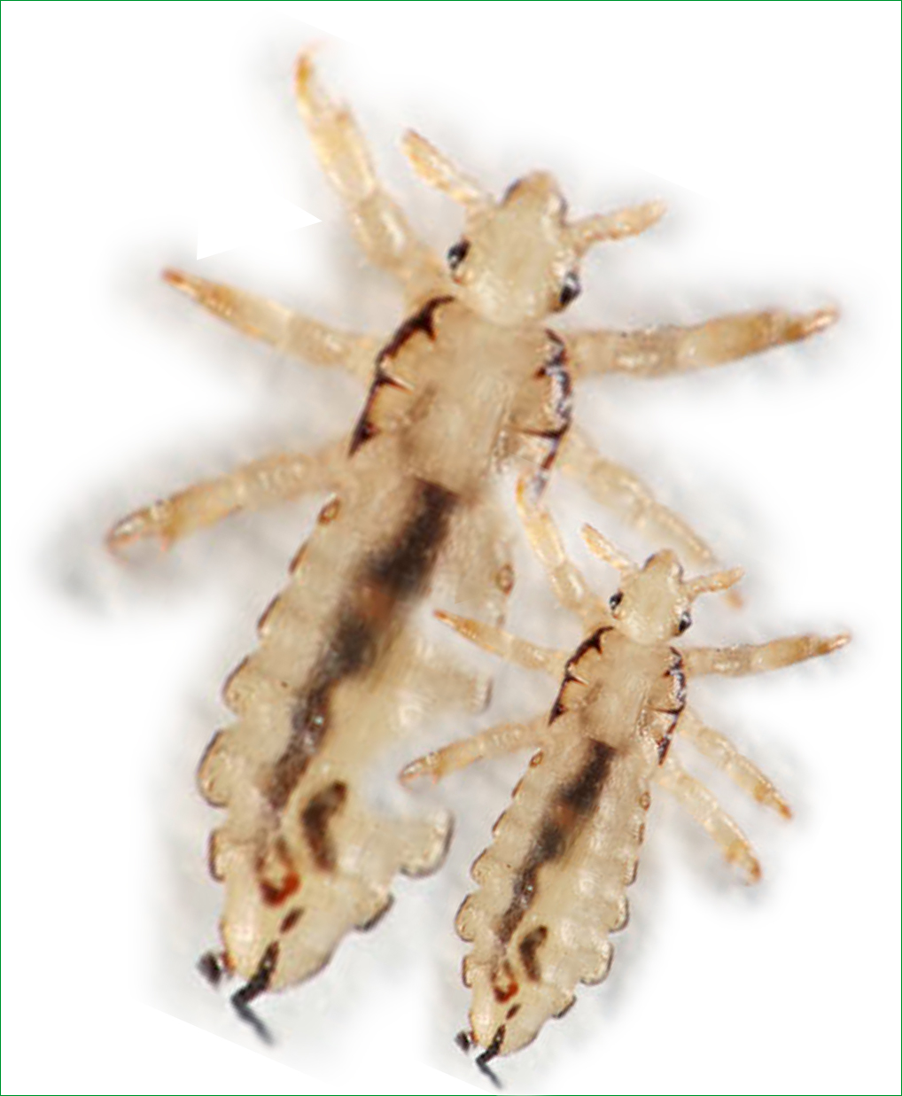 Lice True Wildlife Creatures