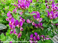 Polygala myrtifolia