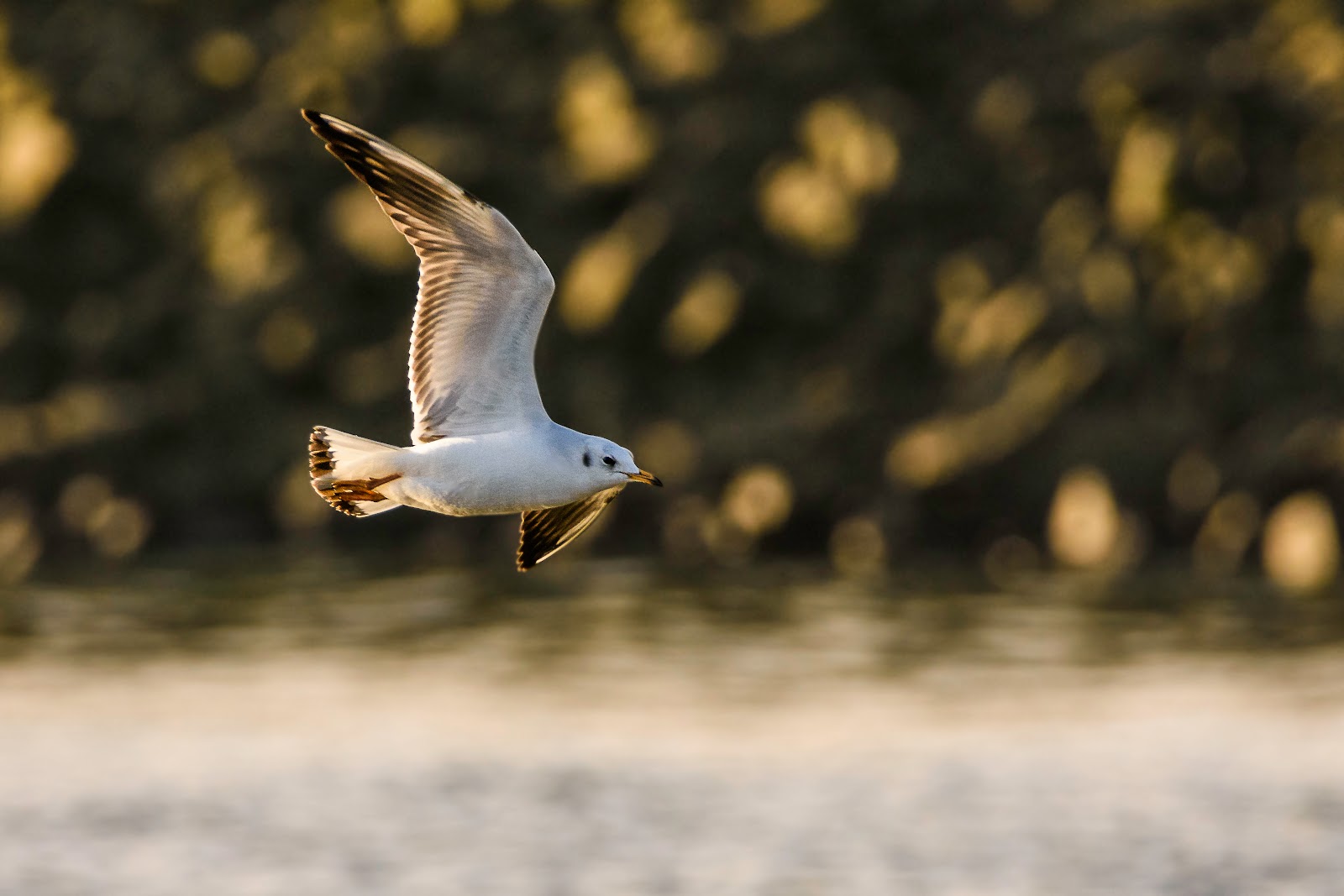 Claes`s Photo blog: how to get Shallow depth of field in birds in ...