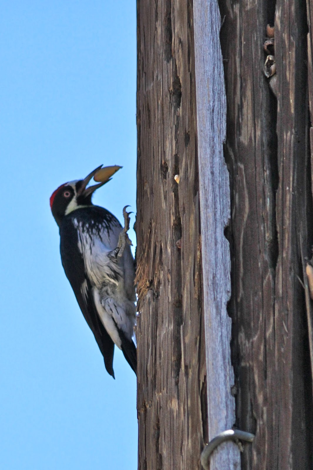The Backyard Birder Woodpeckers can be a headache for homeowners