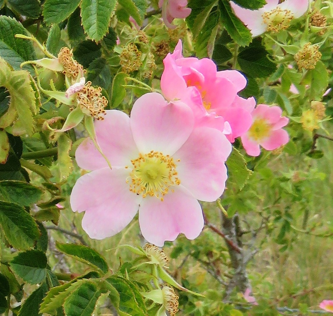 Snapshots of Beauty A (DOG) ROSE BY ANY OTHER NAME...